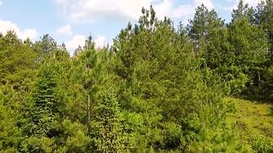 4K航拍森林松树绿色生态大自然视频的预览图